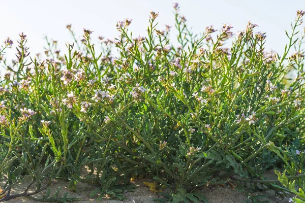Rucola Blüht Schöne Rosa Wildblumen Wachsen Sandstrand — Stockfoto
