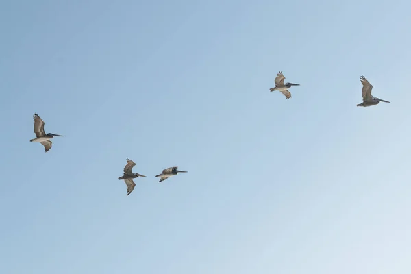 Manada Pelícanos Voladores Con Cielo Azul Claro Fondo — Foto de Stock