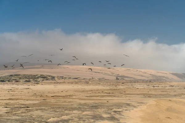 Sand dunes and flock of flying pelicans. Guadalupe-Nipomo Dunes National Wildlife reserve, California