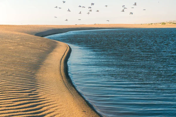 Zandstrand Blauwe Rivier Zwerm Vliegende Pelikanen Guadalupe River Californië Kustlijn — Stockfoto