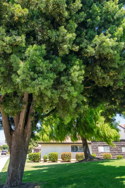 Pod Velkým Stromem Dívá Kmen Stromu Podokarpus Krásného Věčně Zeleného — Stock fotografie