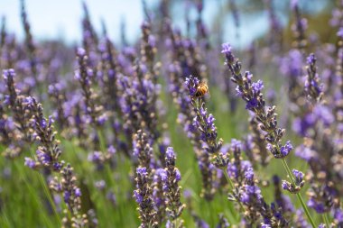 Lavanta çiçekleri ve arılar yaklaşıyor. Güneşli yaz günü, Kaliforniya 'da lavanta tarlası