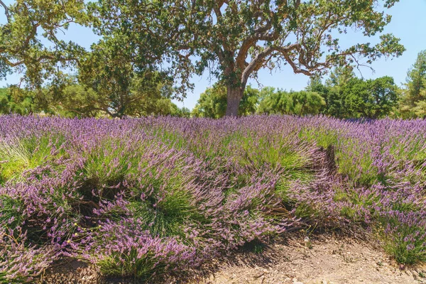 Lavender Flowers Bloom Summer Sunny Day Beautiful Oak Trees Background — Stock Photo, Image