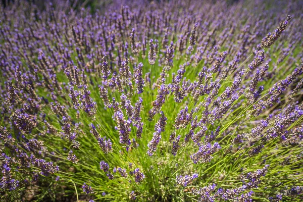 Lavender Flowers Bloom Close Summer Sunny Day California — Stock Photo, Image