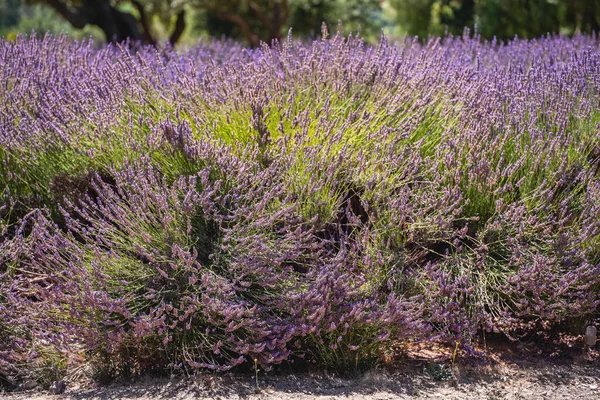 Granja Lavanda California Hermosas Flores Flor Soleado Día Verano —  Fotos de Stock