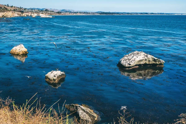 Pismo Beach Kliffen Zwermen Vogels California Coastline — Stockfoto