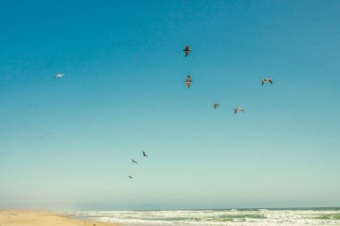 Güneşli tropik plaj ve arka planda güzel açık mavi gökyüzü olan uçan kuş sürüsü
