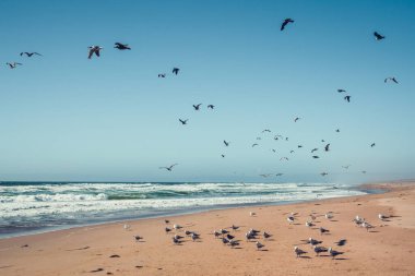 Kumsaldaki kuş sürüsü. Büyük martı kolonisi, Gudalupe Kumulları Ulusal Vahşi Yaşam Rezervi, Kaliforniya