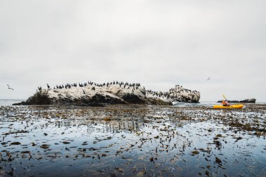 Okyanus kayağı. Yosun ormanı ve karabatak sürüsü ile kayalıklar. Deniz Kabuğu Sahili, Kaliforniya