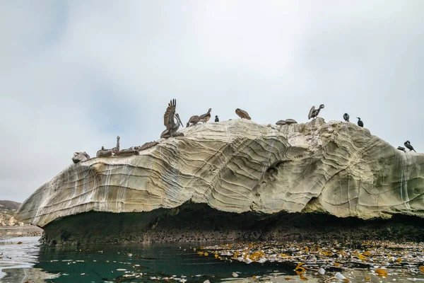 Una Bandada Pelícanos Cima Acantilado Vista Cerca Desde Agua Tomada —  Fotos de Stock