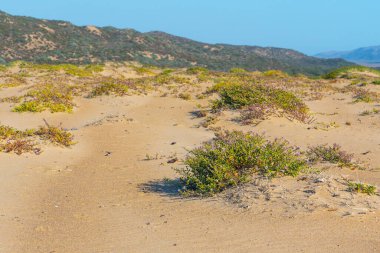 Kumsaldaki kum tepeleri ve çiçek açmış deniz roketi çiçekleri kumlu sahilde yetişen güzel kır çiçekleri.