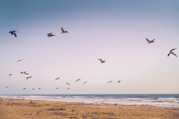 Tomma Sandstränder Och Flock Flygande Pelikaner Stilla Havet Kaliforniens Kustlinje — Stockfoto