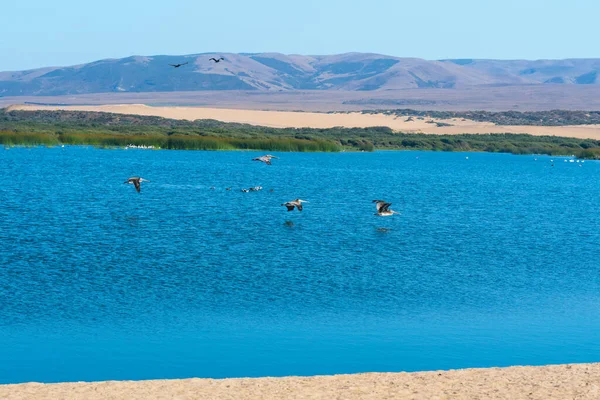 Blue river and flock of flying birds, sand dunes, mountains, and blue sky on background.