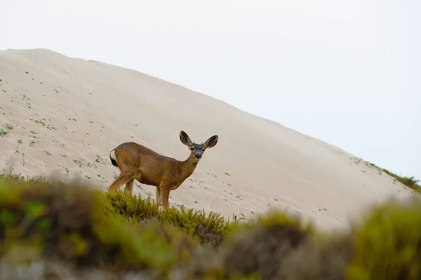 Kum Tepeleri Beyaz Kuyruklu Geyikler Guadalupe Nipomo Dunes Kaliforniya — Stok fotoğraf