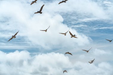 Uçan pelikanlar ve güzel bulutlu arka plan
