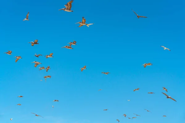 空飛ぶペリカンと澄んだ青い空の背景 — ストック写真