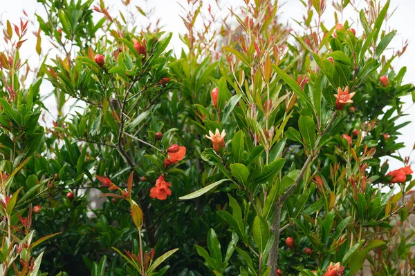 Pomegranate tree in bloom close up in the garden — Stock Image Pomegranate Tree Bloom Close Garden Royalty Free Stock Images