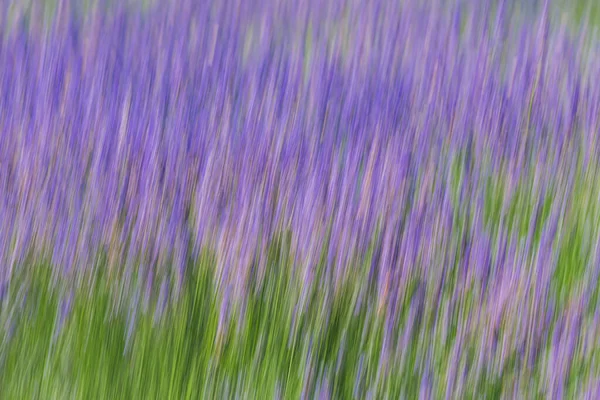 Blomstre Lavendel Blomster Abstrakt Baggrund Solrig Sommerdag Californien Lavendel Felt - Stock-foto