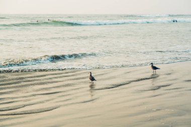 Günbatımında tropik plaj ve martılar, güzel Morro Körfezi, Kaliforniya