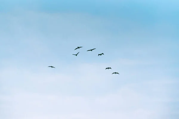 Bandada Pelícanos Voladores Hermoso Fondo Cielo Azul — Foto de Stock
