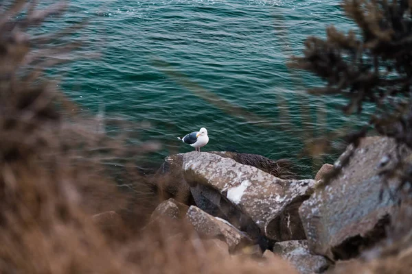 Falaises Rocheuses Mouette Sur Plage — Photo