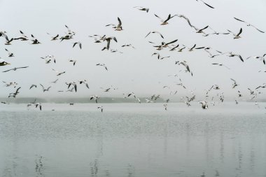 Nehrin üzerinde uçan en az deniz feneri olan kuşlar. Büyük deniz kuşları kolonisi, Guadalupe-Nipomo Kumulları Ulusal Vahşi Yaşam rezervi, Kaliforniya