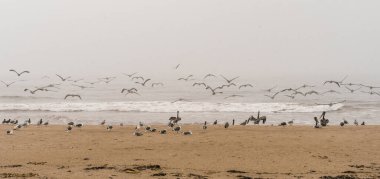Sahilde büyük bir grup deniz kuşu, fırtınalı Pasifik Okyanusu arka planı. Panoramik manzara, bulutlu bir gün, Kaliforniya Sahil Hattı