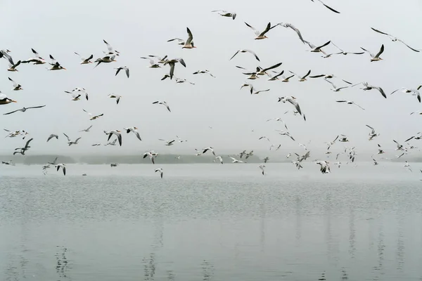 Least tern birds flying over the river. Great colony of sea birds, Guadalupe-Nipomo Dunes National Wildlife reserve, California