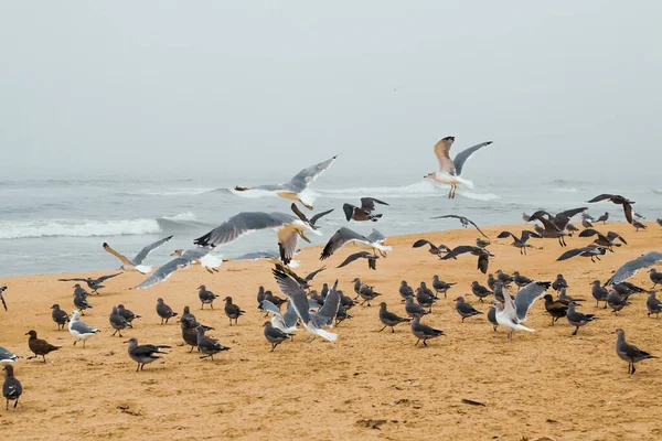 Sand beach and flock of birds, California Central Coast