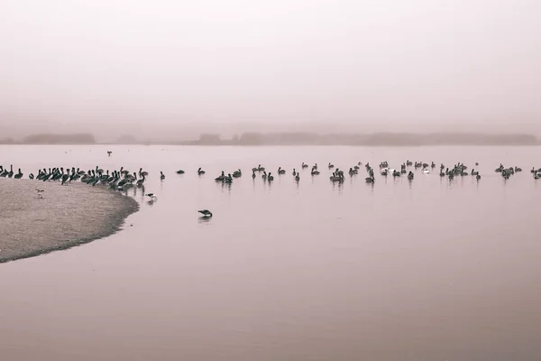 Ομιχλώδης Ποταμός Και Σμήνος Πουλιών Tranquil Σκηνή Μονόχρωμη Απαλό Ροζ — Φωτογραφία Αρχείου