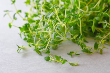 Taze organik yeşil kekik. Kapatın.