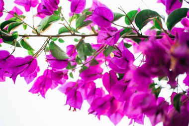 Çiçekli Bougainvillea ağacı. Parlak tropik pembe çiçekler ve yeşil yapraklar, açık gökyüzü arkaplanı. Güzel çiçek arkaplanı