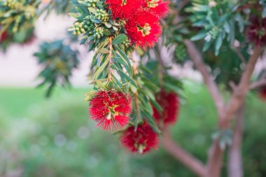 Kırmızı Şişe Fırçası, Melaleuca Citrina. Parlak çiçekli yeşil bir çalılık.