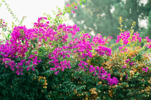 Kvetoucí Strom Bougainvillea Jasné Tropické Horké Růžové Květy Zelené Listy — Stock fotografie