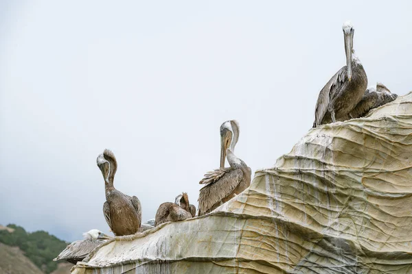 Pelikane Auf Einer Klippe Klarer Himmel Hintergrund — Stockfoto