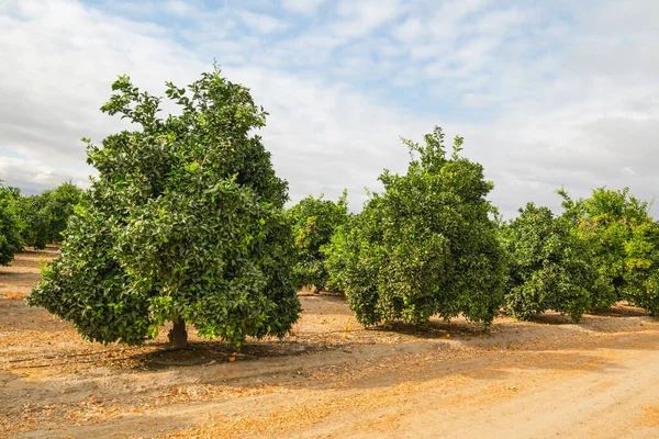 Naranjos Huerto California —  Fotos de Stock