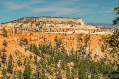 Bryce Canyon Ulusal Park amfi tiyatrosu. Kum taşı kuleleri ve arka planda güzel mavi gökyüzü olan çam ağacı ormanı.