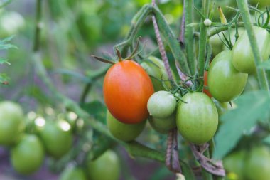 Serada büyüyen domatesler, yakın çekim manzarası.