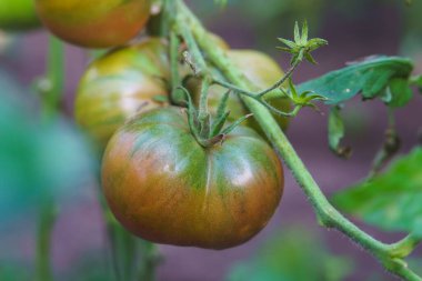 Serada büyüyen domatesler, yakın çekim manzarası.