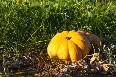 Tek bir canlı sarı balkabağı, çimen ve kuru yapraklarla çevrili güneşli alanda oturur..