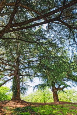 Olgun sedir ağaçları, yumuşak eğimli bir orman zemininde dururlar. Geniş gölgeleri, güneşli yeşilliğin üzerine lekeli gölgeler bırakır..