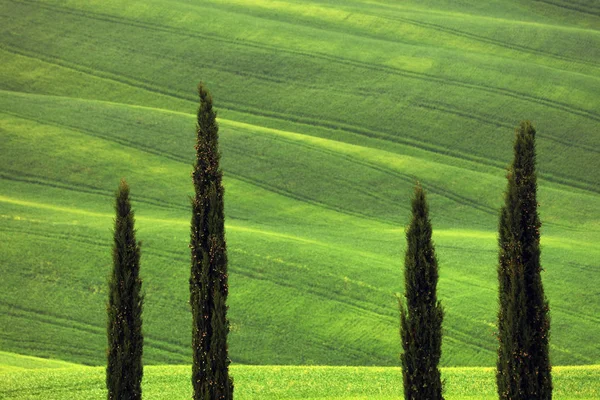 Zomer Landschap Toscane Italië Europa — Stockfoto