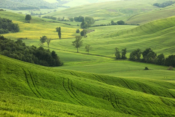 Paisaje Verano Toscana Italia Europa — Foto de Stock