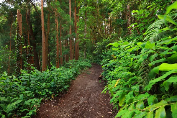 Tropikalny Las Sete Cidades Sao Miguel Island Azory Portugalia Europa — Zdjęcie stockowe