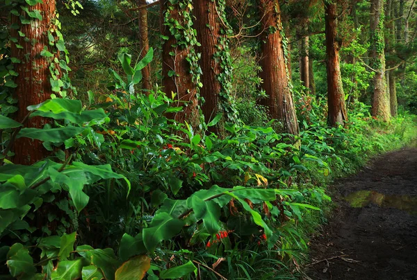 Лес Sete Cidades Острове Сао Фалуэль Азорские Острова Португалия Европа — стоковое фото