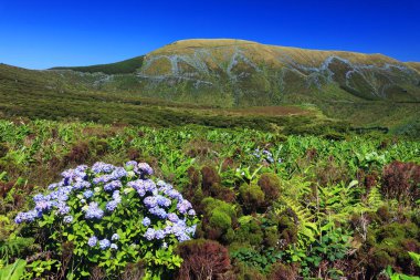 Flores Adası'nda pastoral yaz manzara, Azores, Portekiz, Avrupa