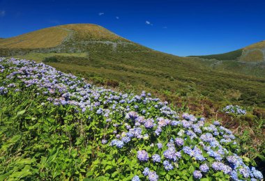 Idyllic summer landscape on the Island of Flores, Azores, Portugal, Europe clipart