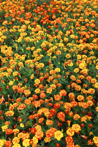 Karanfil Çiçek Arka Plan Çiçeği Doku Yaz Soyut Desen — Stok fotoğraf