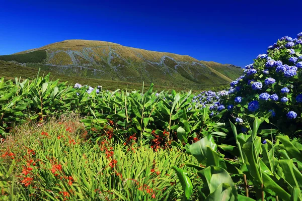 Idyllic Summer Landscape Island Flores Azores Portugal Europe — Stock Photo, Image