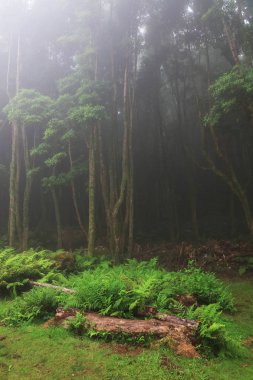 Pozo da Alagoinha, Pozo Ribeira do Ferreiro, Azores, Portekiz, Avrupa olarak da bilinir.